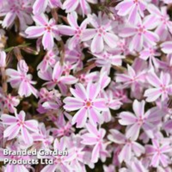 Phlox subulata 'Candy Stripe'