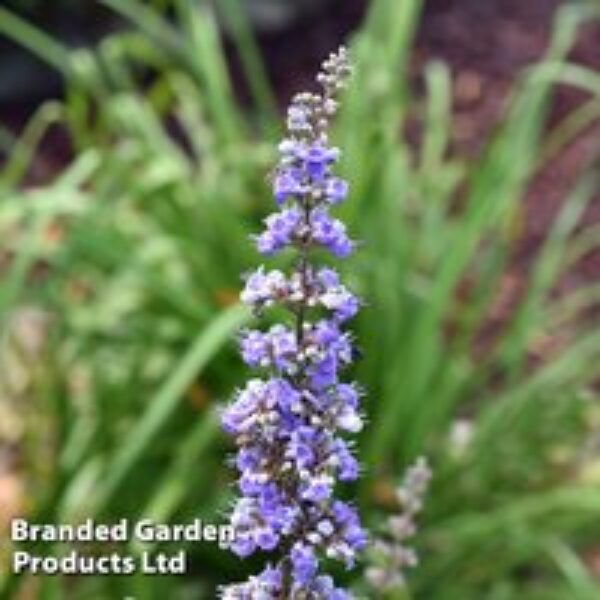 Vitex agnus-castus f. latifolia