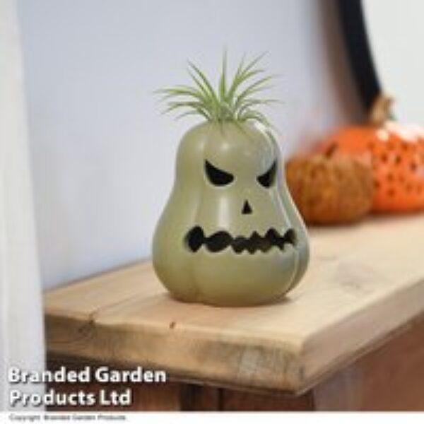 Halloween Tillandsia in Ghoulish Gourdon Pot