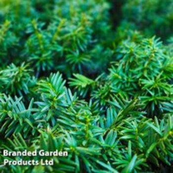 Taxus media 'Groenland'