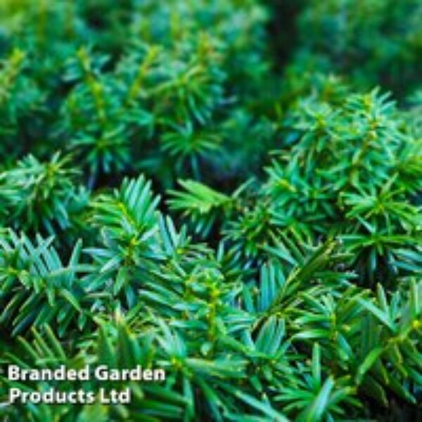 Taxus media 'Groenland'