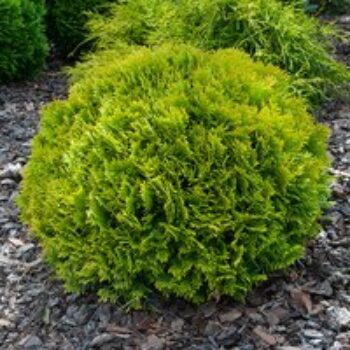 Thuja occidentalis 'Mirjam'