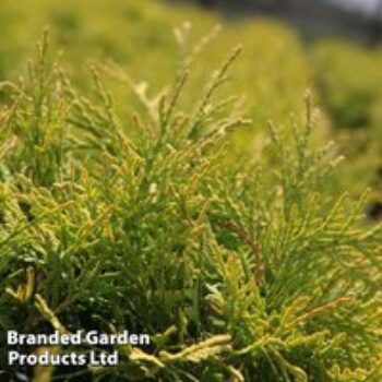 Thuja occidentalis 'Golden Globe'