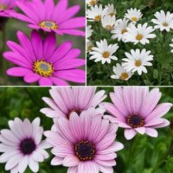 Osteospermum Blush Collection (Hardy)