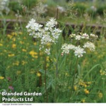 Filipendula ulmaria