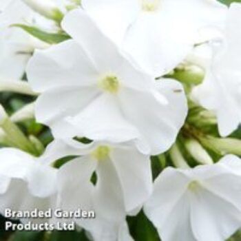 Phlox paniculata 'White Flame'