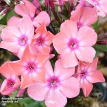 Phlox paniculata 'Pink Eye Flame'