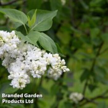 Syringa vulgaris 'Madame Casimir Périer'