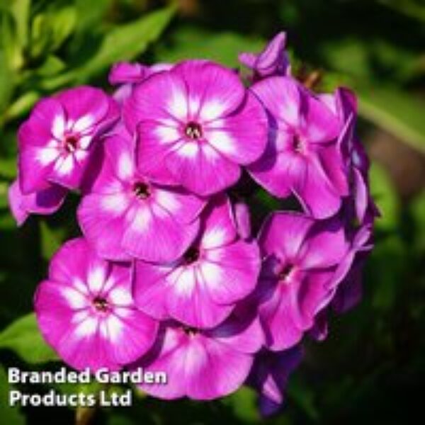 Phlox paniculata 'Purple Eye Flame'