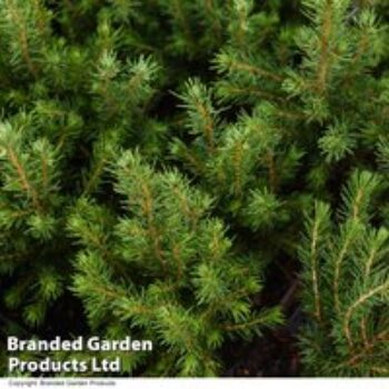 Picea glauca 'Conica December'