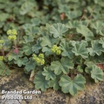 Alchemilla erythropoda