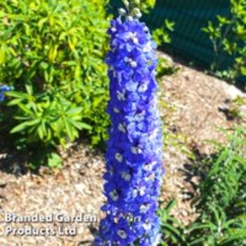 Delphinium 'King Arthur'