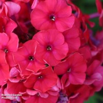 Phlox paniculata 'Windsor'