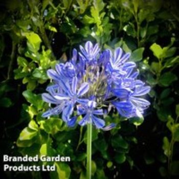 Agapanthus 'Blue Umbrella'