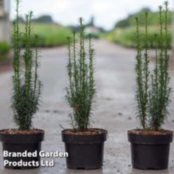 Taxus baccata 'Litfass'