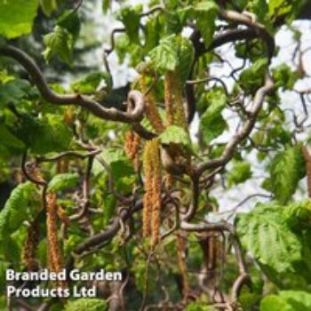 Corylus avellana 'Twister'