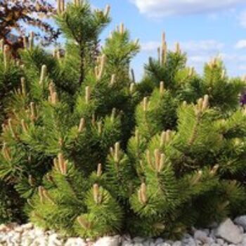 Pinus mugo 'Benjamin'