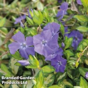 Vinca minor 'Illumination'