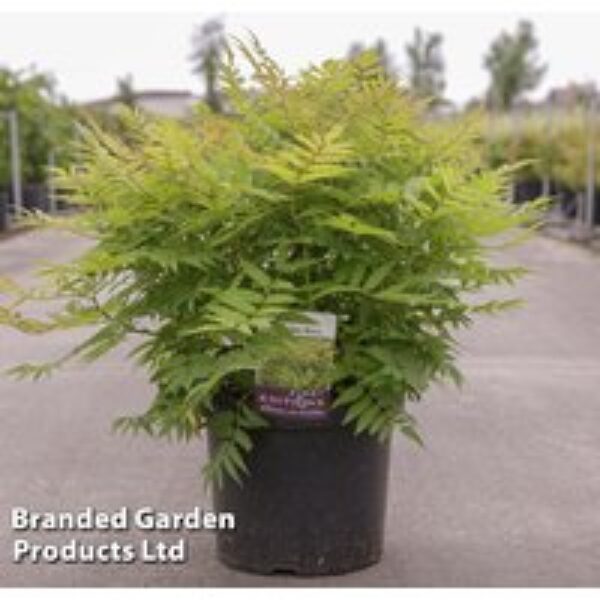 Sorbaria sorbifolia 'Matcha Ball'