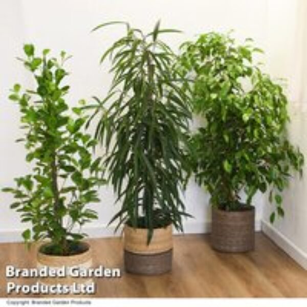 Ficus Houseplant Mix