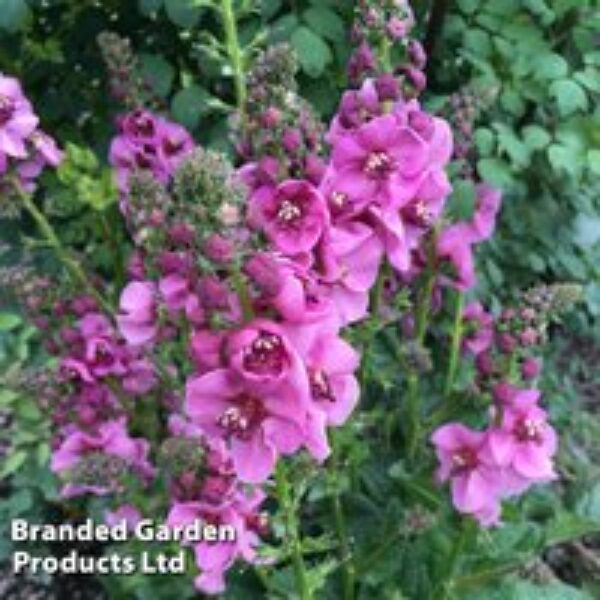 Verbascum 'Lavender Lass'