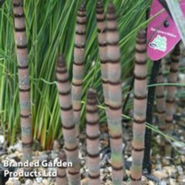 Equisetum hyemale (Marginal Aquatic)