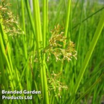 Juncus effusus (Marginal Aquatic)