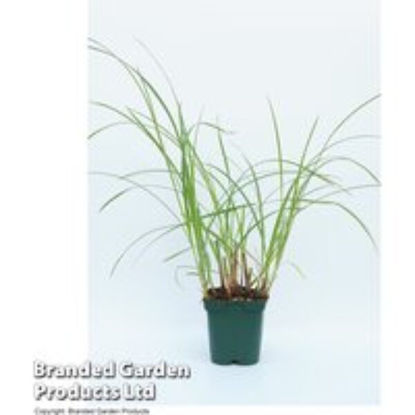 Cyperus longus (Marginal Aquatic)