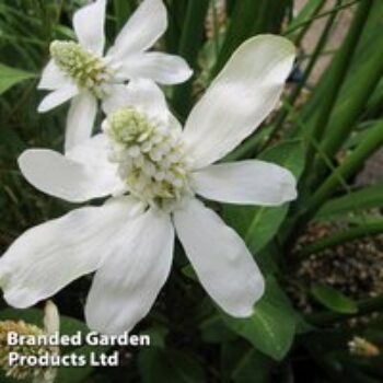 Anemopsis californica (Marginal Aquatic)