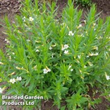 Gratiola officinalis (Marginal Aquatic)