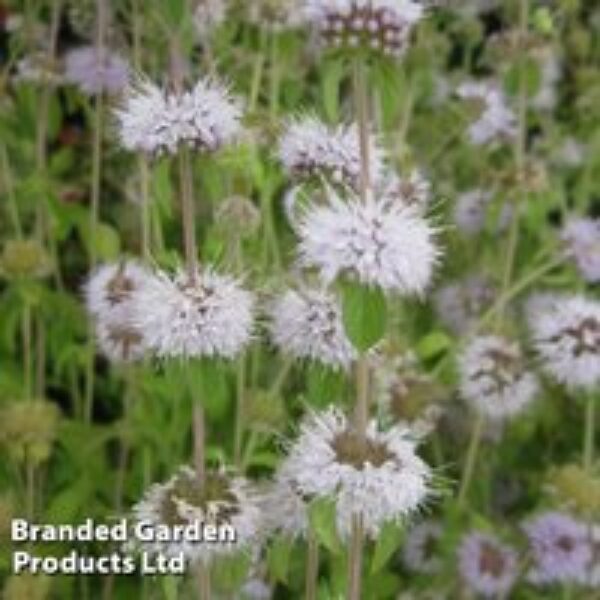 Mentha pulegium (Marginal Aquatic)