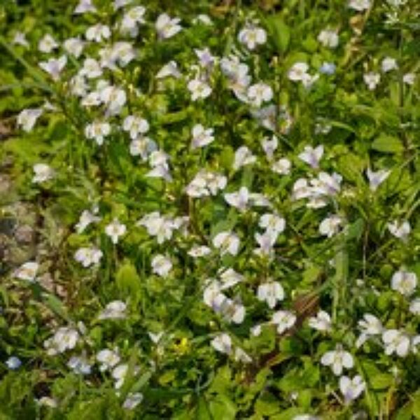 Mazus reptans 'Alba'