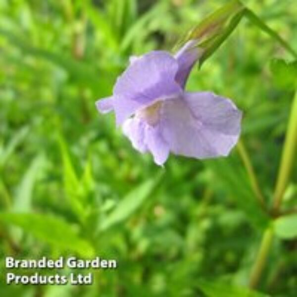 Mimulus ringens (Marginal Aquatic)