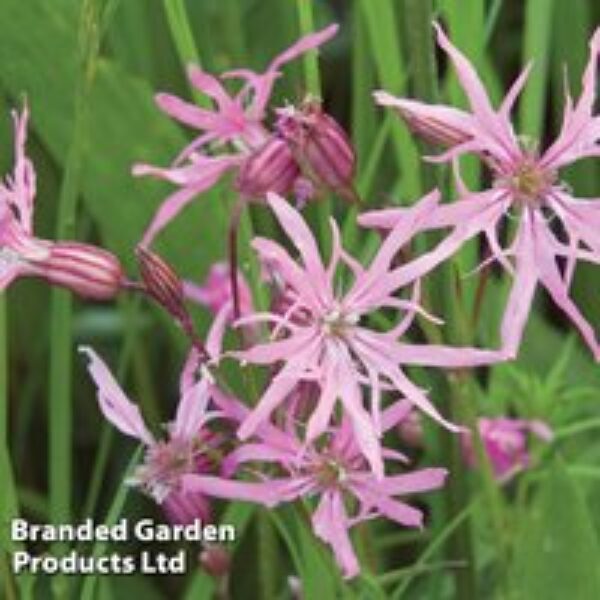 Lychnis flos-cuculi (Marginal Aquatic)