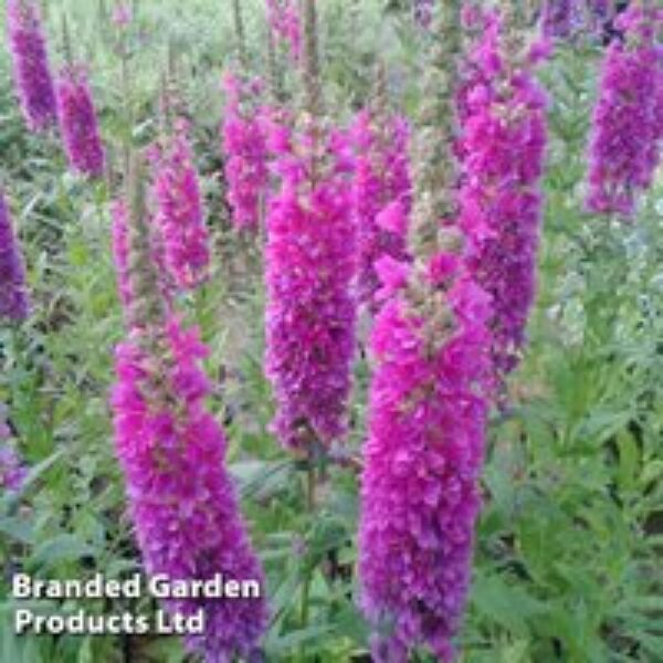 Lythrum salicaria 'Robert' (Marginal Aquatic)