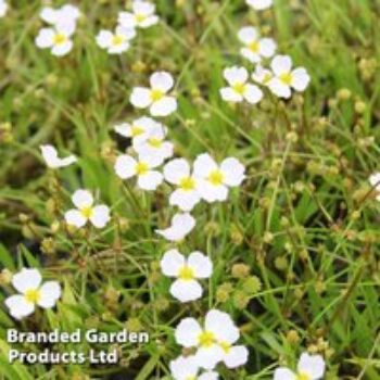 Baldellia ranunculoides (Marginal Aquatic)