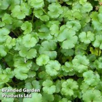 Hydrocotyle novae-zeelandiae (Oxygenating Aquatic)