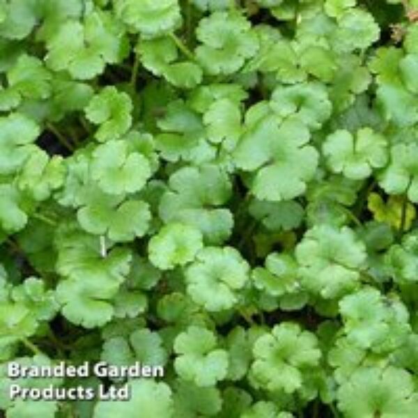 Hydrocotyle novae-zeelandiae (Oxygenating Aquatic)