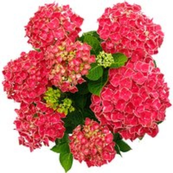 Hydrangea 'Strong Heart'