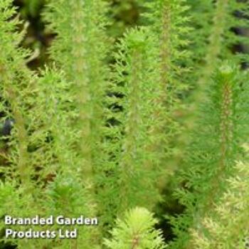 Myriophyllum crispatum (Oxygenating Aquatic)