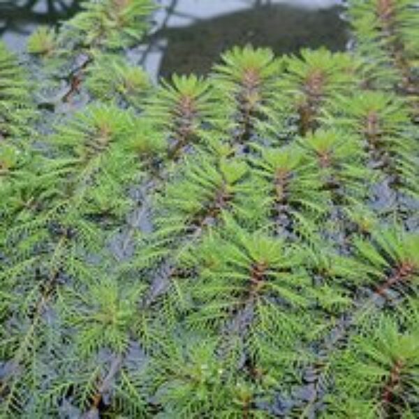 Myriophyllum brasiliensis (Oxygenating Aquatic)