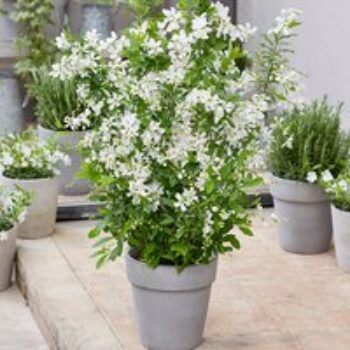 Exochorda 'Blushing Pearl'