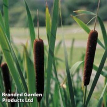 Typha angustifolia (Marginal Aquatic)