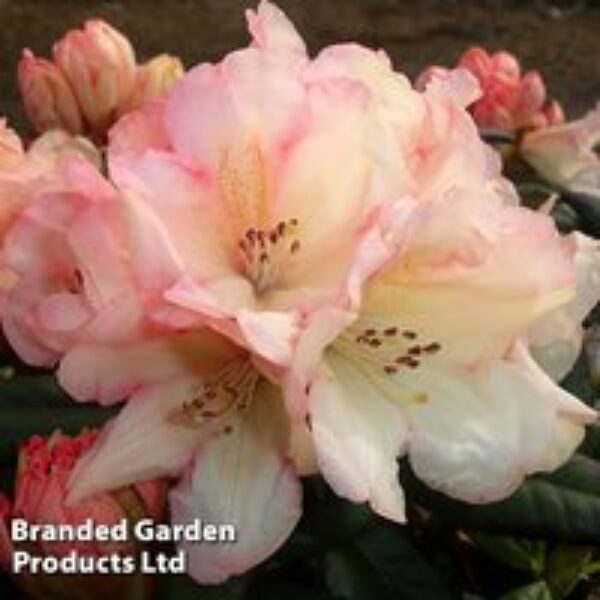 Rhododendron 'Grumpy'