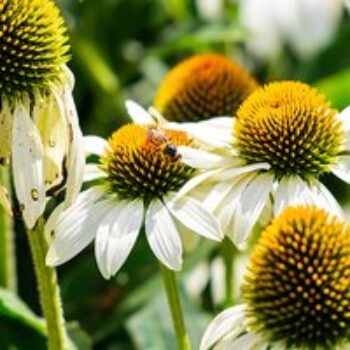 Echinacea purpurea 'Primadonna White'