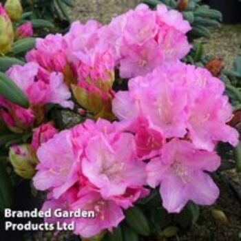 Rhododendron 'Morning Cloud' Yakushimanum Hybrid