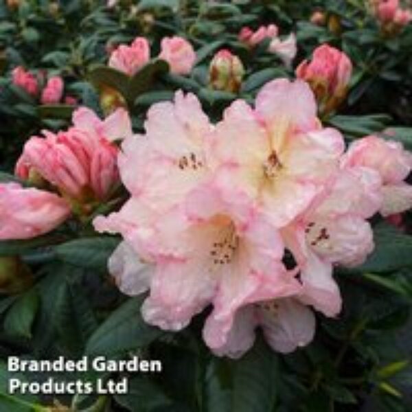 Rhododendron 'Dusty Miller' Yakushimanum Hybrid