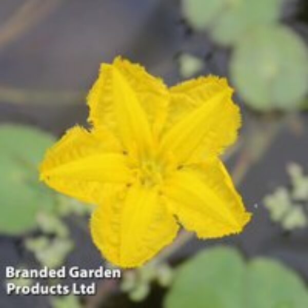 Nymphoides peltata (Deep Water Aquatic)