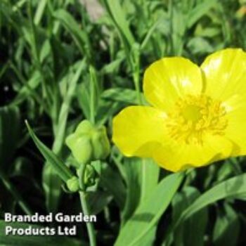 Ranunculus lingua 'Grandiflorus' (Marginal Aquatic)