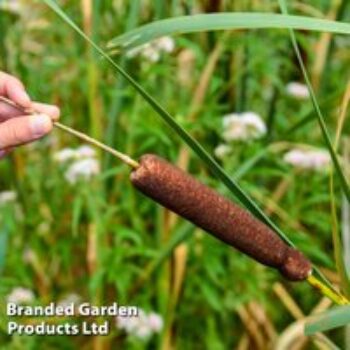 Typha gracilis (Marginal Aquatic)